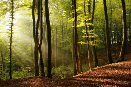 En forêt – L’ami de la nature En forêt - L'ami de la nature