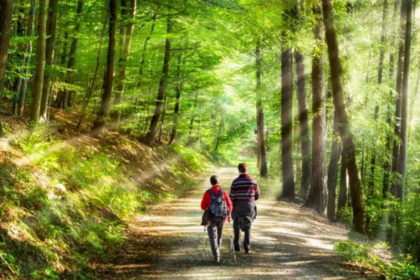 Randonnée en forêt