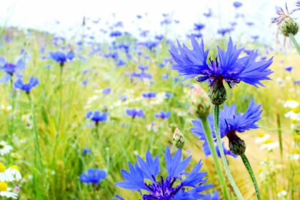 La fleur bleue des Wandervögel La fleur bleue des Wandervögel