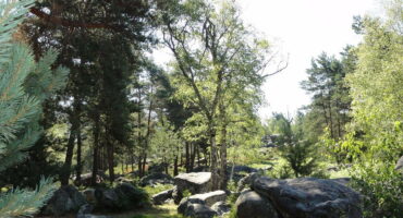 Massif de Fontainebleau de J. Loiseau -Titel Massif de Fontainebleau de J. Loiseau -Titel