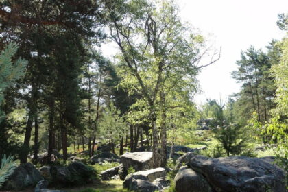 Massif de Fontainebleau de J. Loiseau -Titel Massif de Fontainebleau de J. Loiseau -Titel